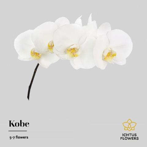 Срезанные цветы оптом Phalaenopsis kobe (per stem) от 15шт.. из Голландии с доставкой по России