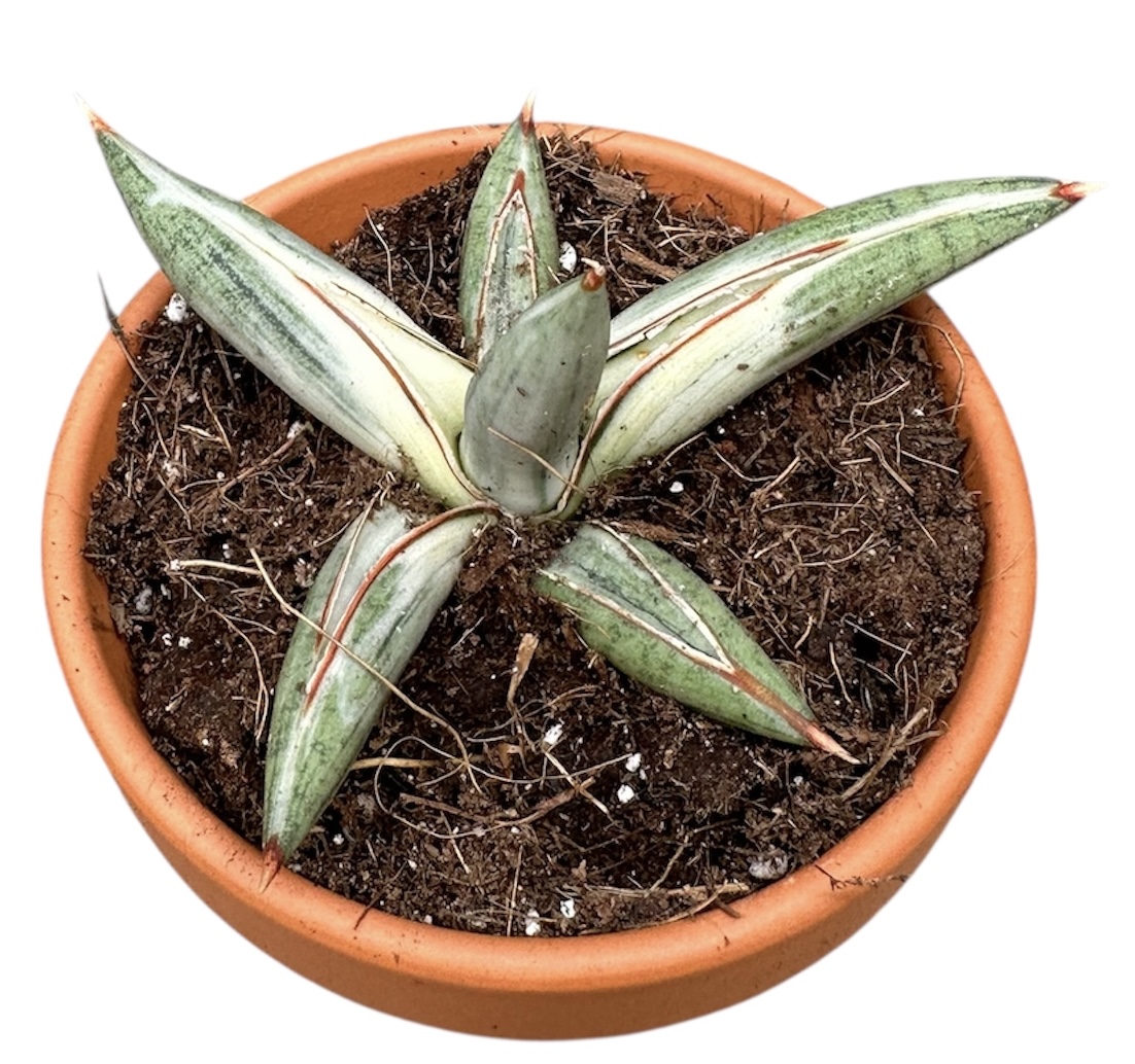 Горшечные цветы и растения оптом Sansevieria Lavranos Blue Clone от 1шт (для телеги) из Голландии с доставкой по России