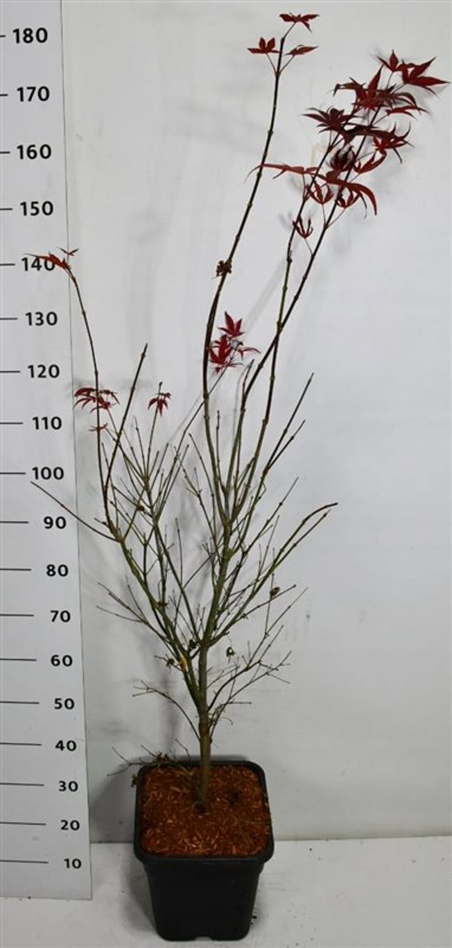 Горшечные цветы и растения оптом Acer Palm Atropurpureum от 1шт из Голландии с доставкой по России