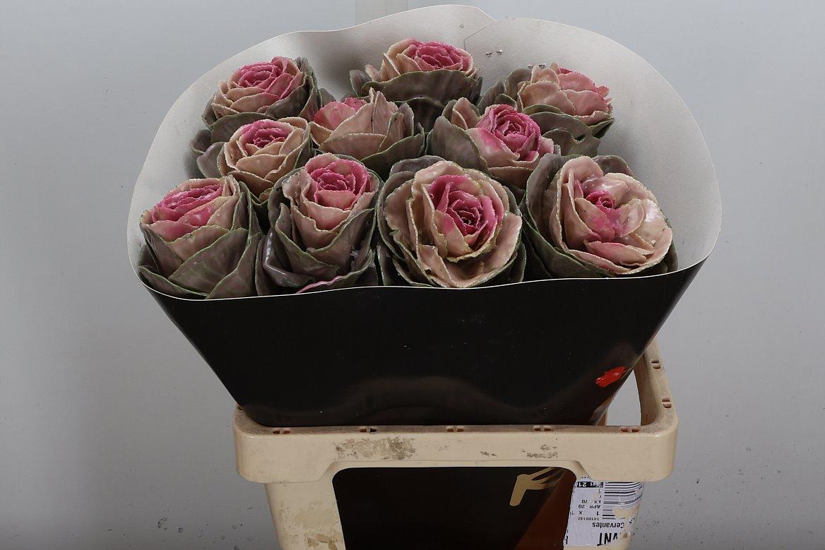 Срезанные цветы оптом Brassica wax crane classic pink от 10шт из Голландии с доставкой по России