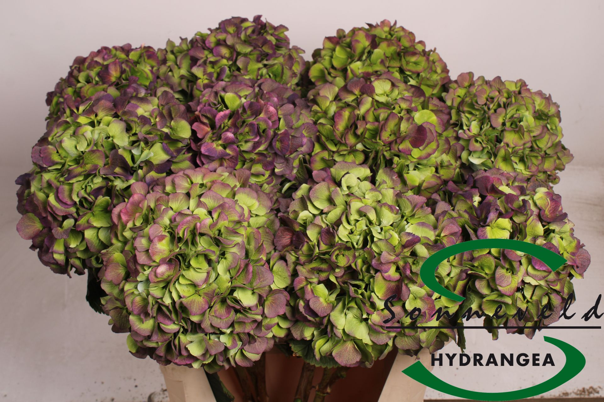 Срезанные цветы оптом Hydrangea verena blue classic от 10шт из Голландии с доставкой по России