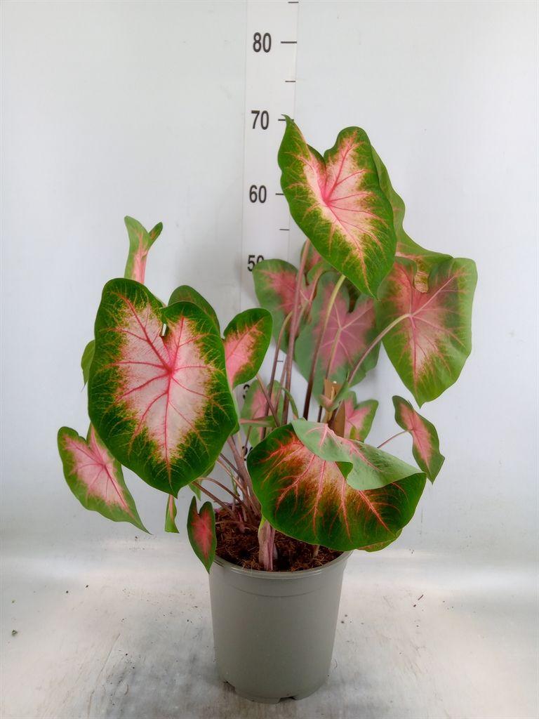 Горшечные цветы и растения оптом Caladium   ... от 1шт из Голландии с доставкой по России