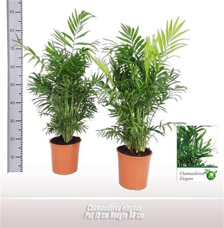 Горшечные цветы и растения оптом Chamaedorea Elegans от 3шт из Голландии с доставкой по России