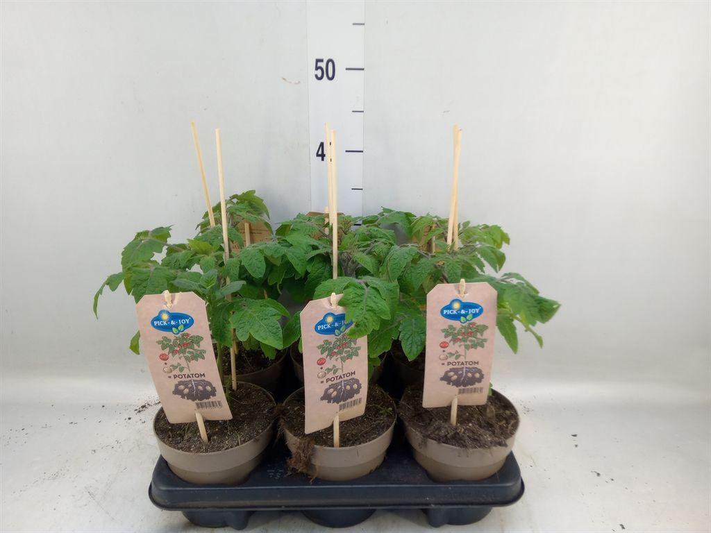 Горшечные цветы и растения оптом Solanum Lycopersicum   ... от 6шт из Голландии с доставкой по России
