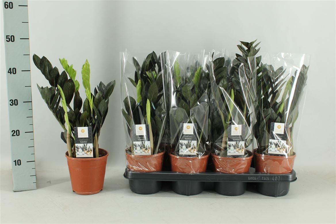 Горшечные цветы и растения оптом Zamioculcas Raven 4+ от 7шт из Голландии с доставкой по России