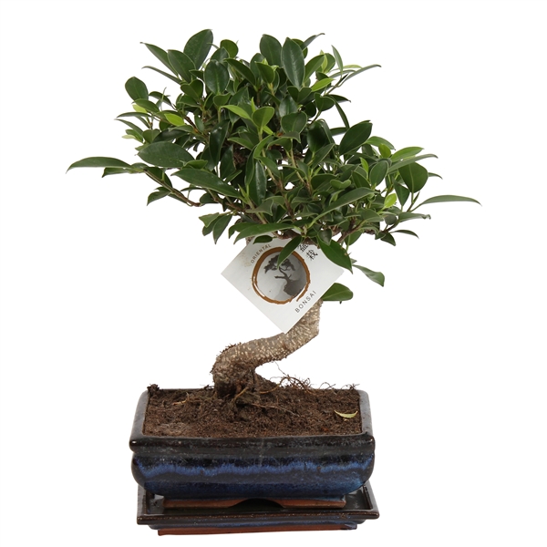 Горшечные цветы и растения оптом Ficus Retusa In Ceramic S-shape Wit от 6шт из Голландии с доставкой по России