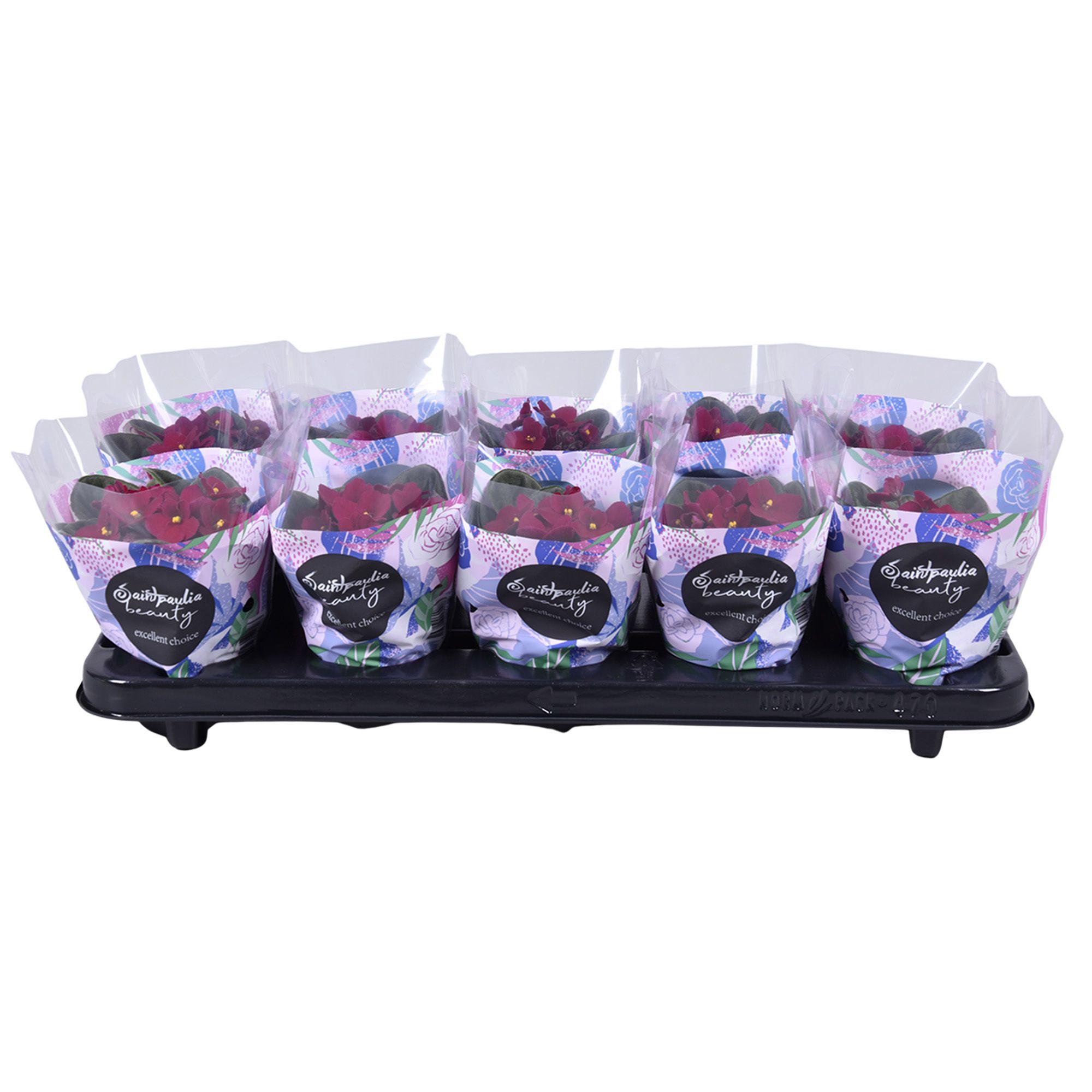 Горшечные цветы и растения оптом Saintp Ov от 10шт (для телеги) из Голландии с доставкой по России Горшечные цветы и растения оптом Saintp Ov от 10шт (для телеги) из Голландии с доставкой по России