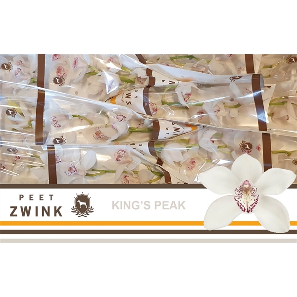 Срезанные цветы оптом Cymbidium white kings peak от 12шт из Голландии с доставкой по России