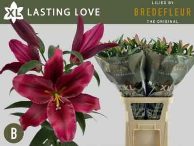 Срезанные цветы оптом Lilium or lasting love от 30шт из Голландии с доставкой по России