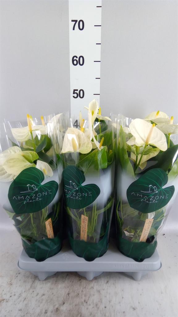 Горшечные цветы и растения оптом Anthurium Andr. samora от 6шт из Голландии с доставкой по России