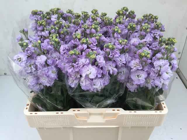 Срезанные цветы оптом Matthiola lavender от 60шт из Голландии с доставкой по России