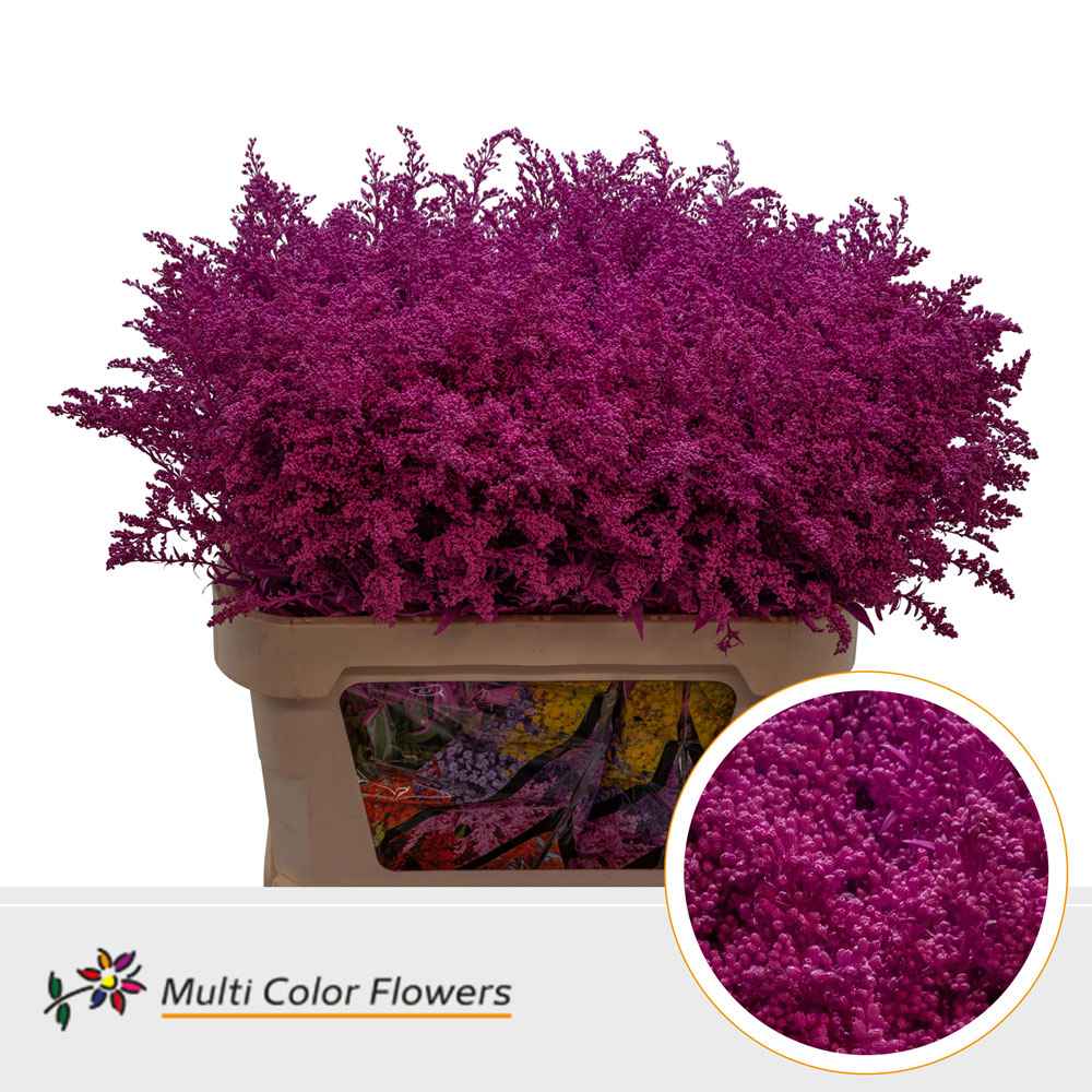 Срезанные цветы оптом Solidago paint cerise от 100шт. из Голландии с доставкой по России