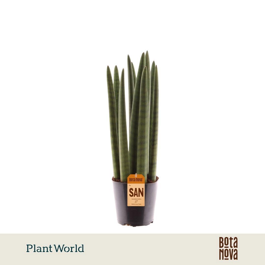 Горшечные цветы и растения оптом Sansevieria Cylindrica Spaghetti от 8шт из Голландии с доставкой по России