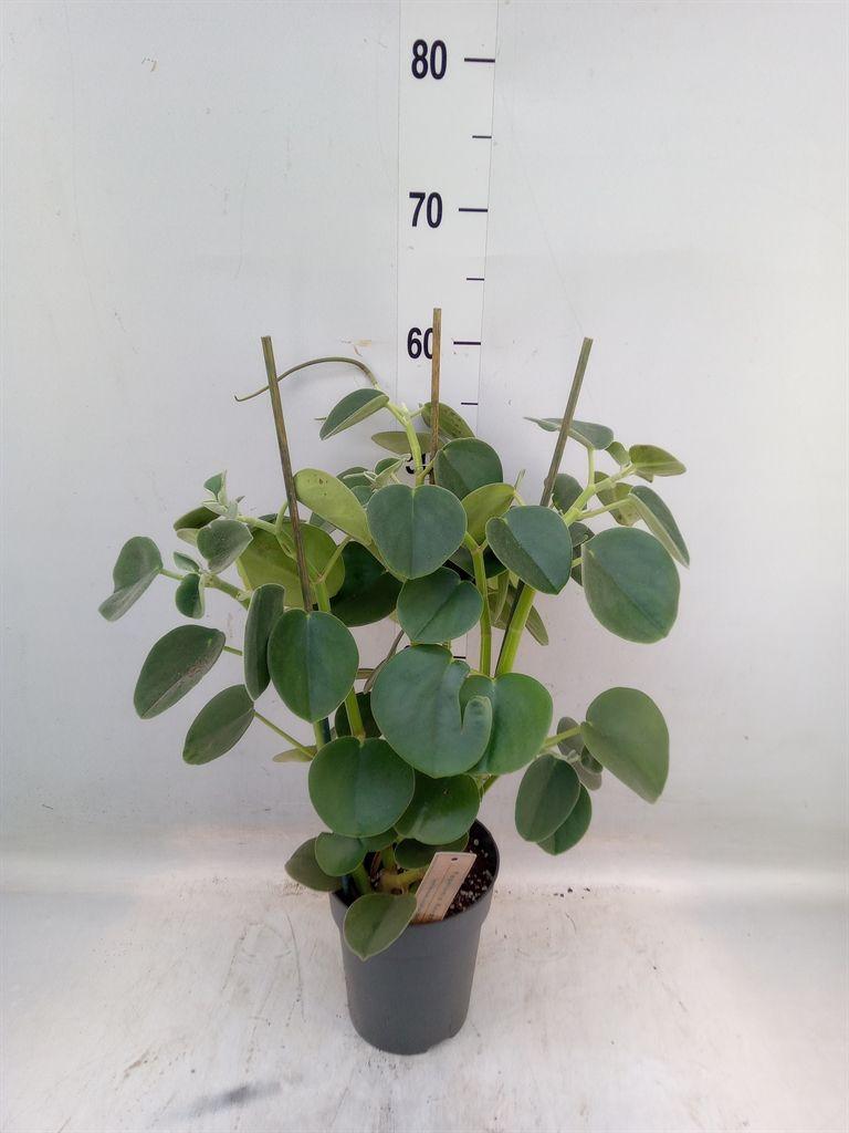 Горшечные цветы и растения оптом Peperomia от 3шт из Голландии с доставкой по России