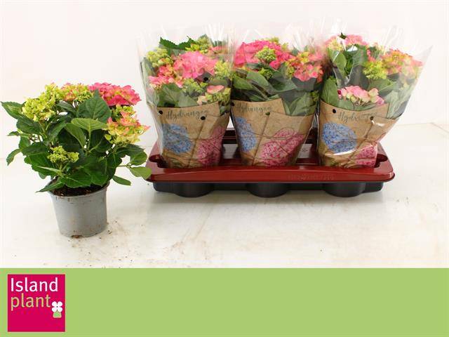 Горшечные цветы и растения оптом Hydrangea Ma Early Rosa 6+ от 6шт из Голландии с доставкой по России