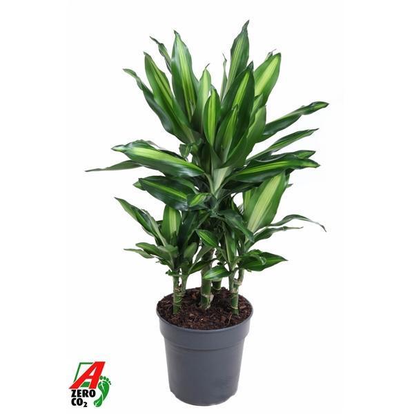 Горшечные цветы и растения оптом Dracaena Cintho 30-carrousel от 1шт из Голландии с доставкой по России