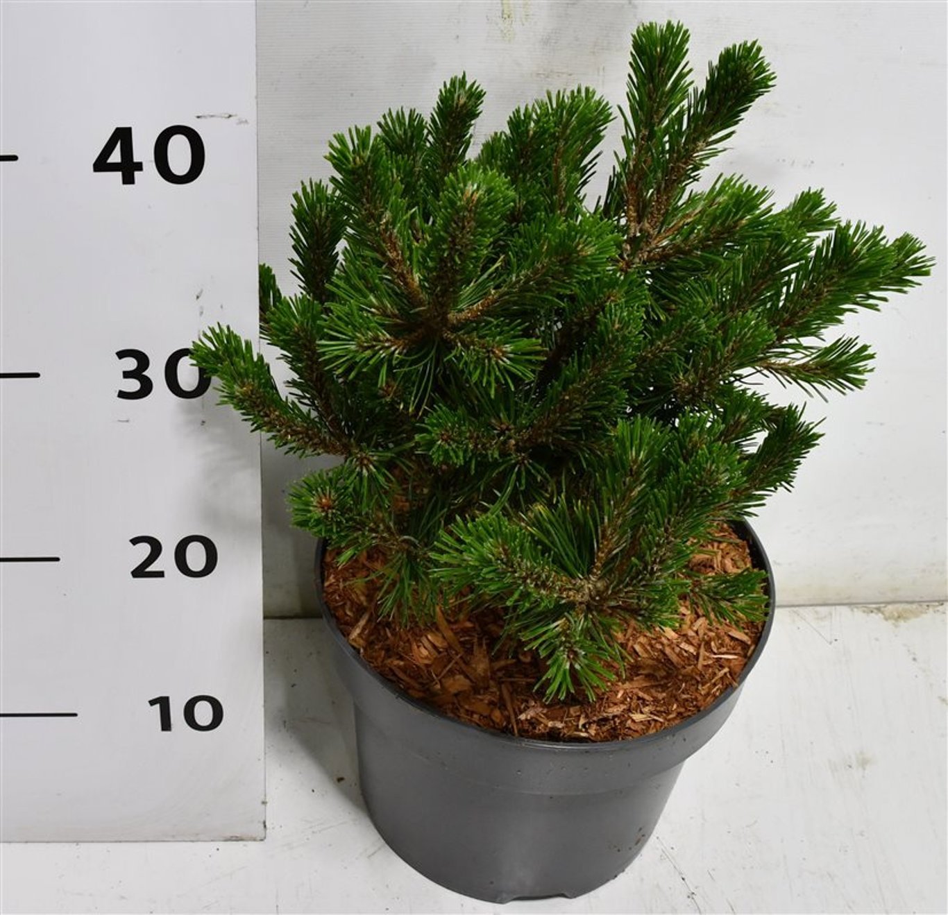 Горшечные цветы и растения оптом Pinus Mugo Humpy от 1шт из Голландии с доставкой по России