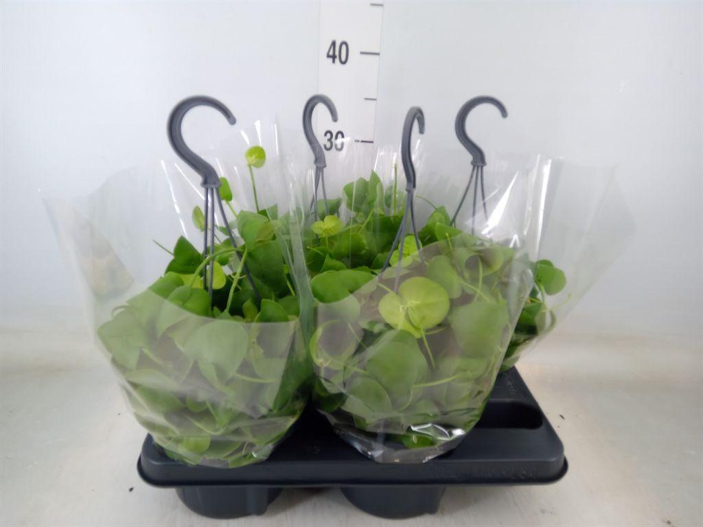 Горшечные цветы и растения оптом Dischidia Platyphylla от 4шт из Голландии с доставкой по России