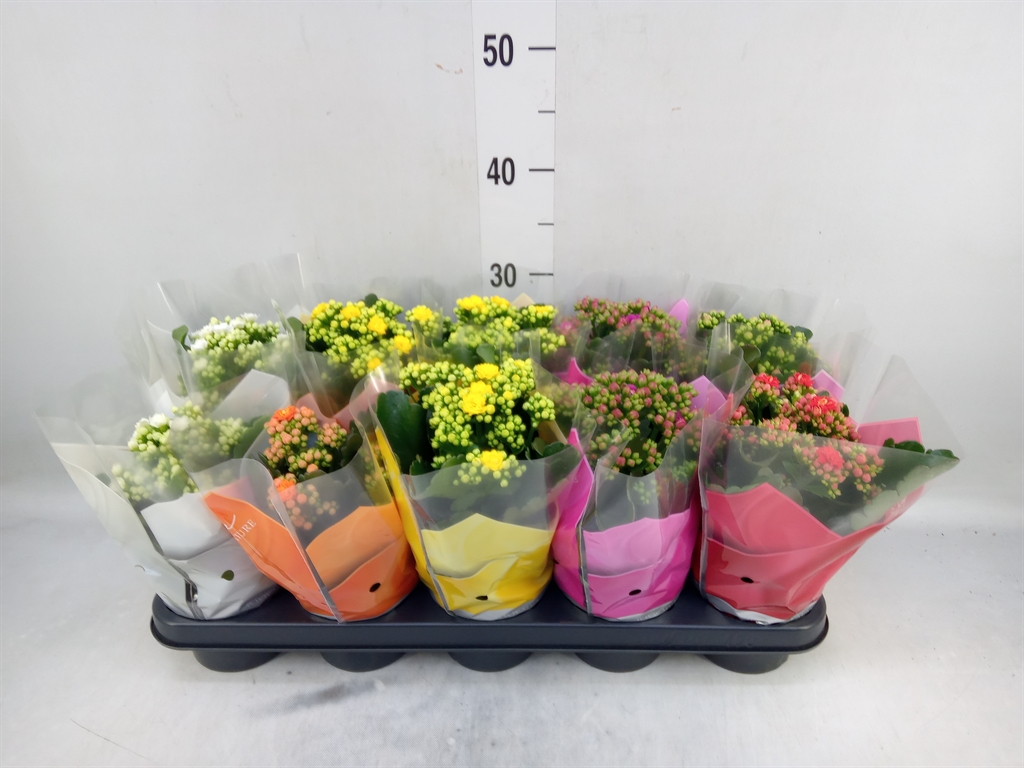 Горшечные цветы и растения оптом Kalanchoe Blos.   ..rosebud Mix  5 от 10шт из Голландии с доставкой по России