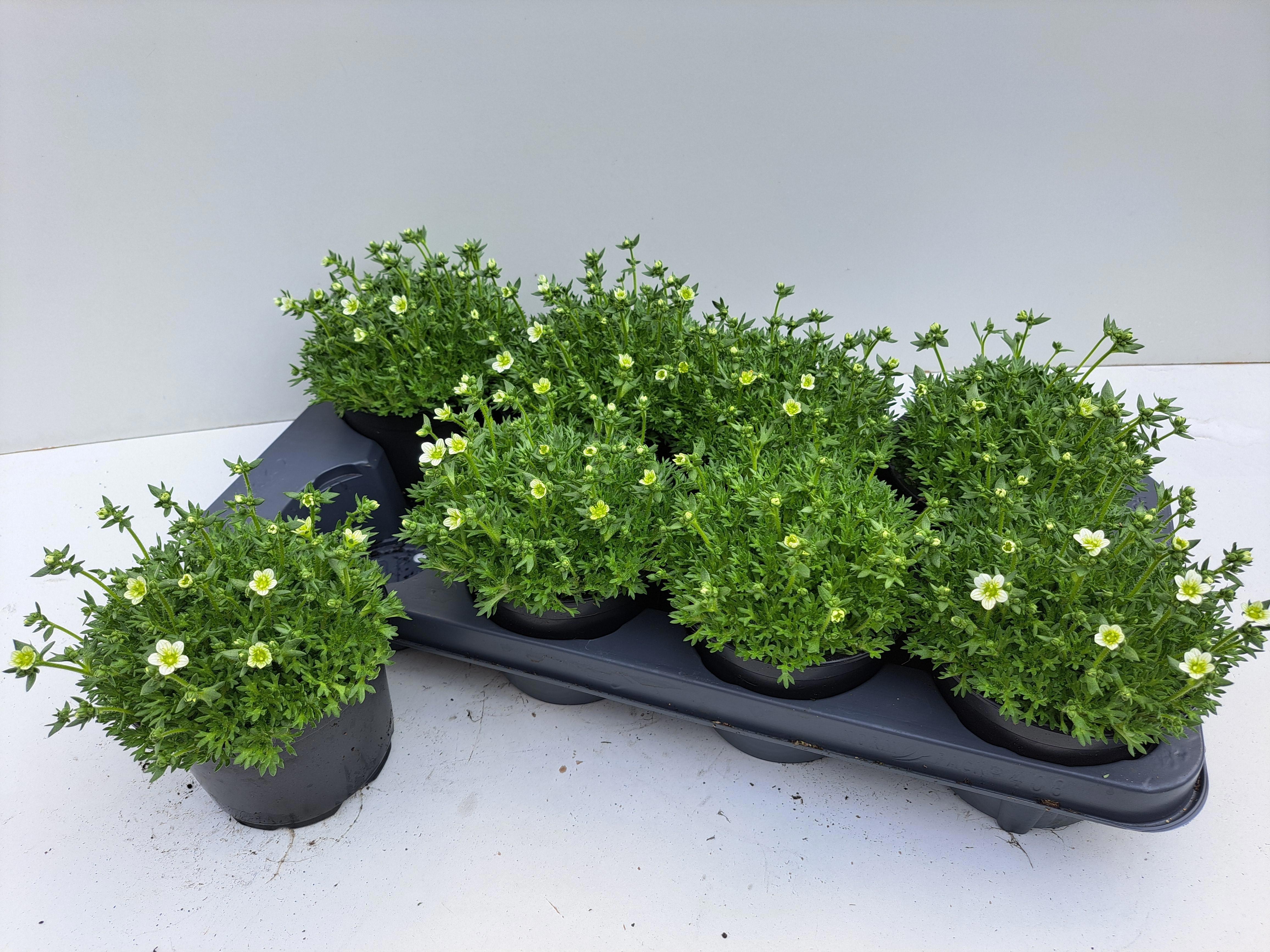 Горшечные цветы и растения оптом Saxif Ov от 8шт из Голландии с доставкой по России