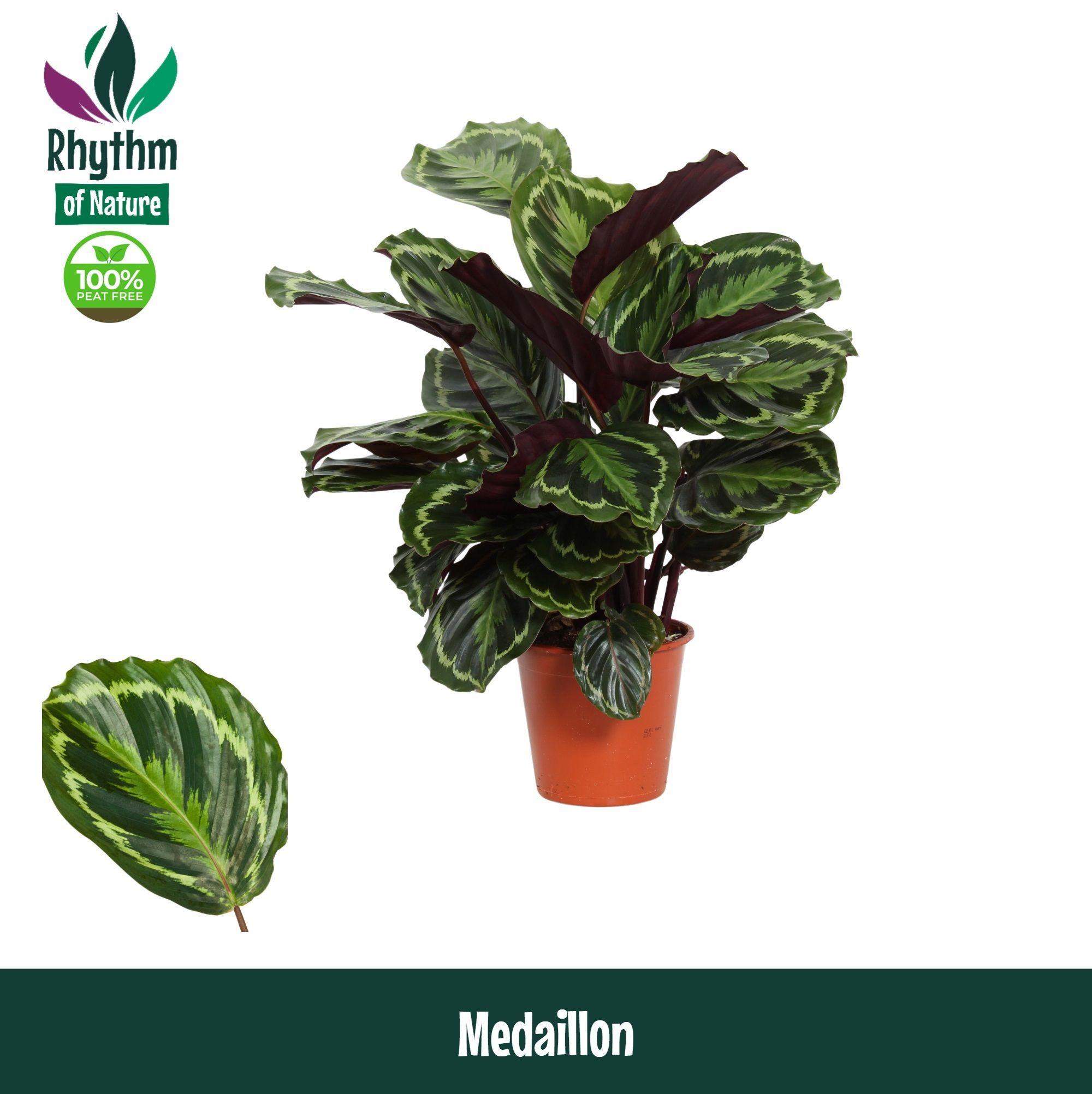Горшечные цветы и растения оптом Calathea Medaillon (rhythm Of Nature) от 1шт из Голландии с доставкой по России