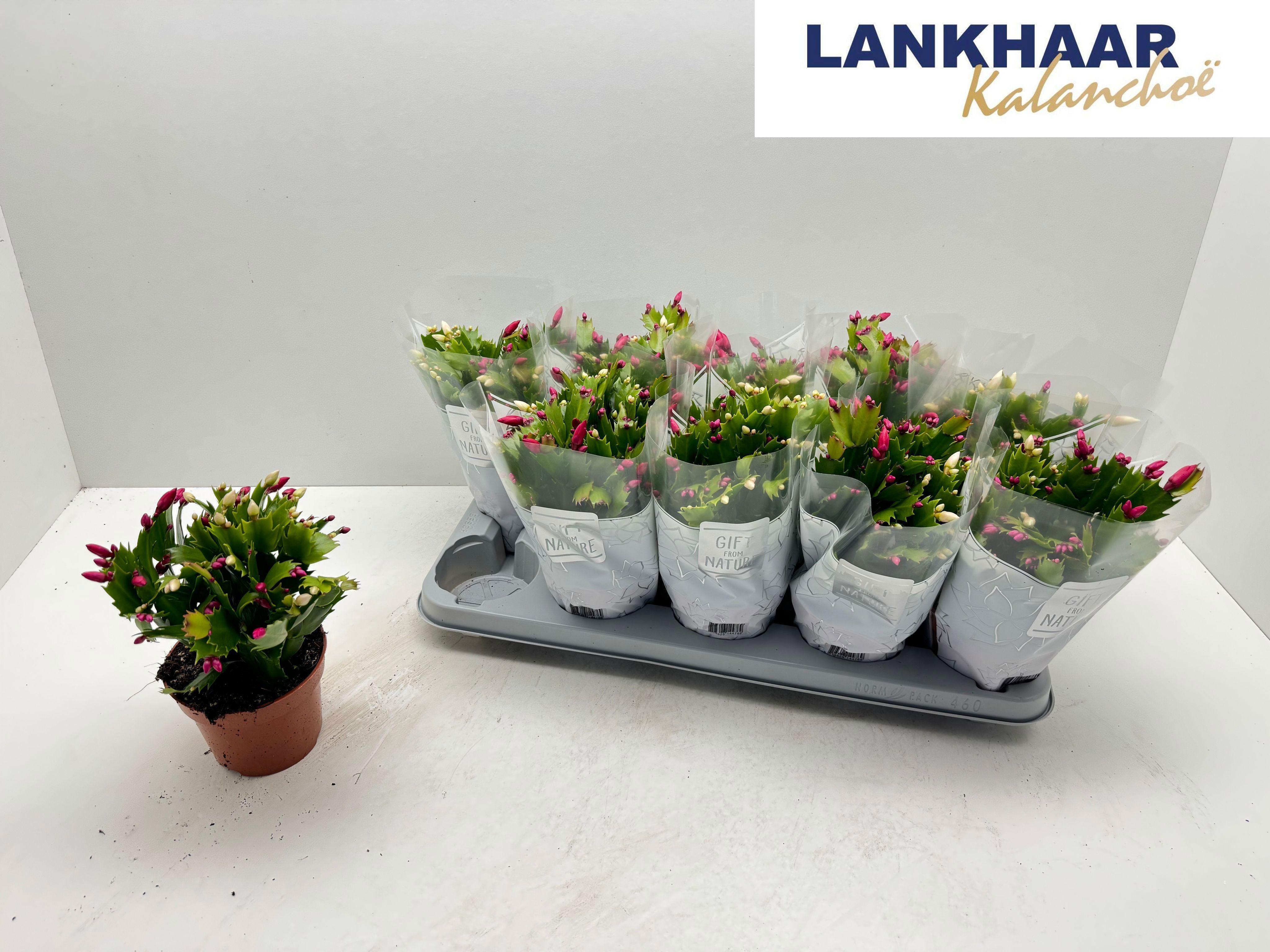 Горшечные цветы и растения оптом Schlumb Flame Du Gt от 10шт из Голландии с доставкой по России