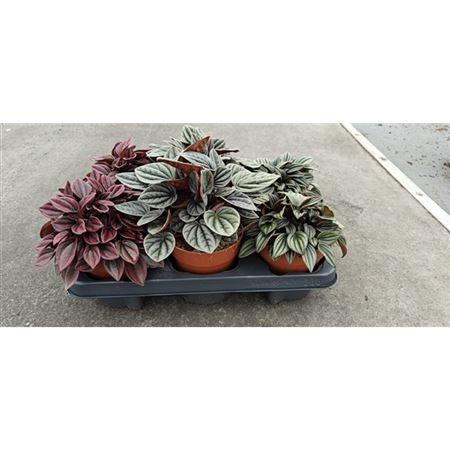 Горшечные цветы и растения оптом Peperomia Caperata Mix от 10шт из Голландии с доставкой по России