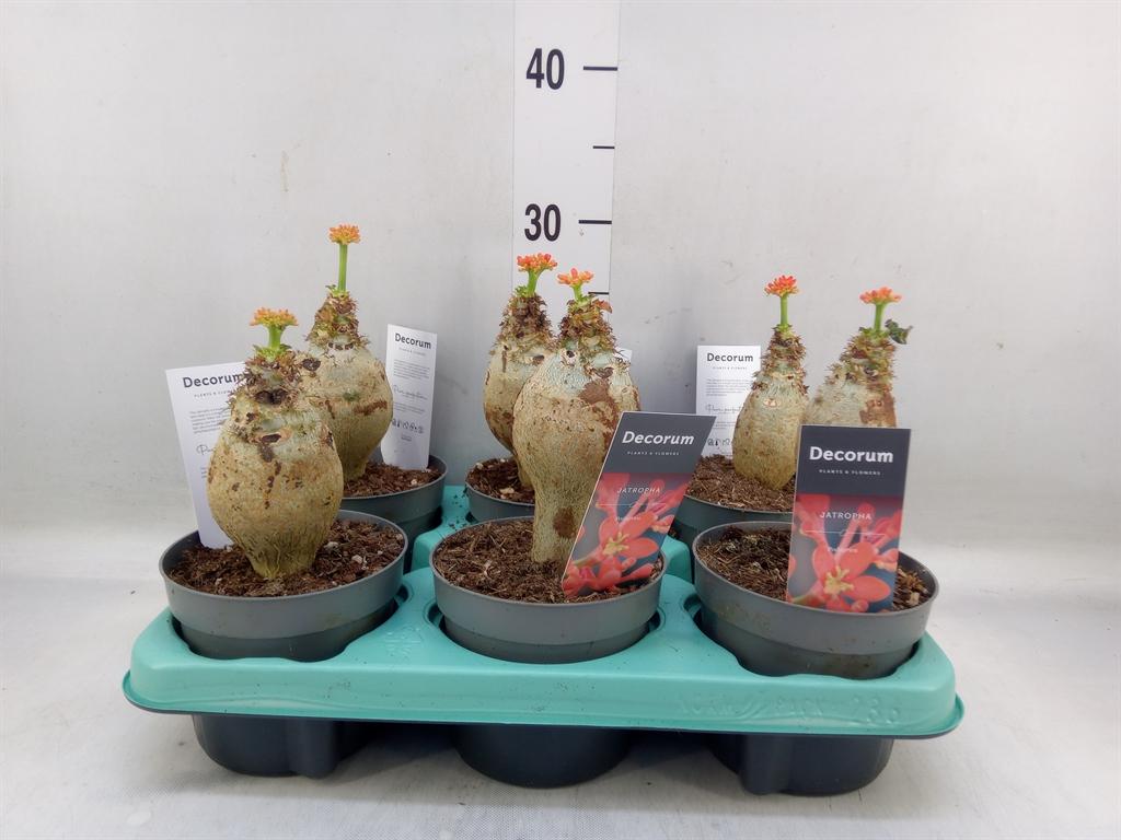 Горшечные цветы и растения оптом Jatropha Podagrica от 6шт из Голландии с доставкой по России