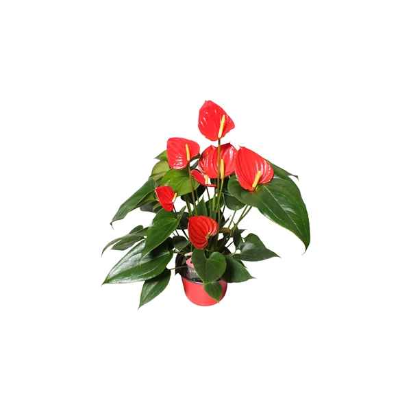 Горшечные цветы и растения оптом Anth An Hello Merlot 4+ от 6шт из Голландии с доставкой по России