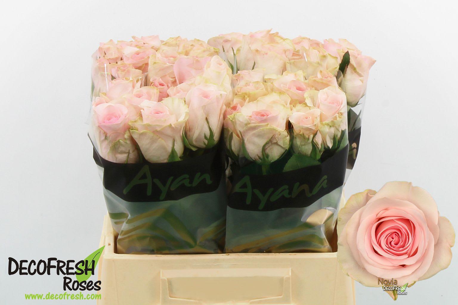 Срезанные цветы оптом Rosa large novia от 40шт из Голландии с доставкой по России