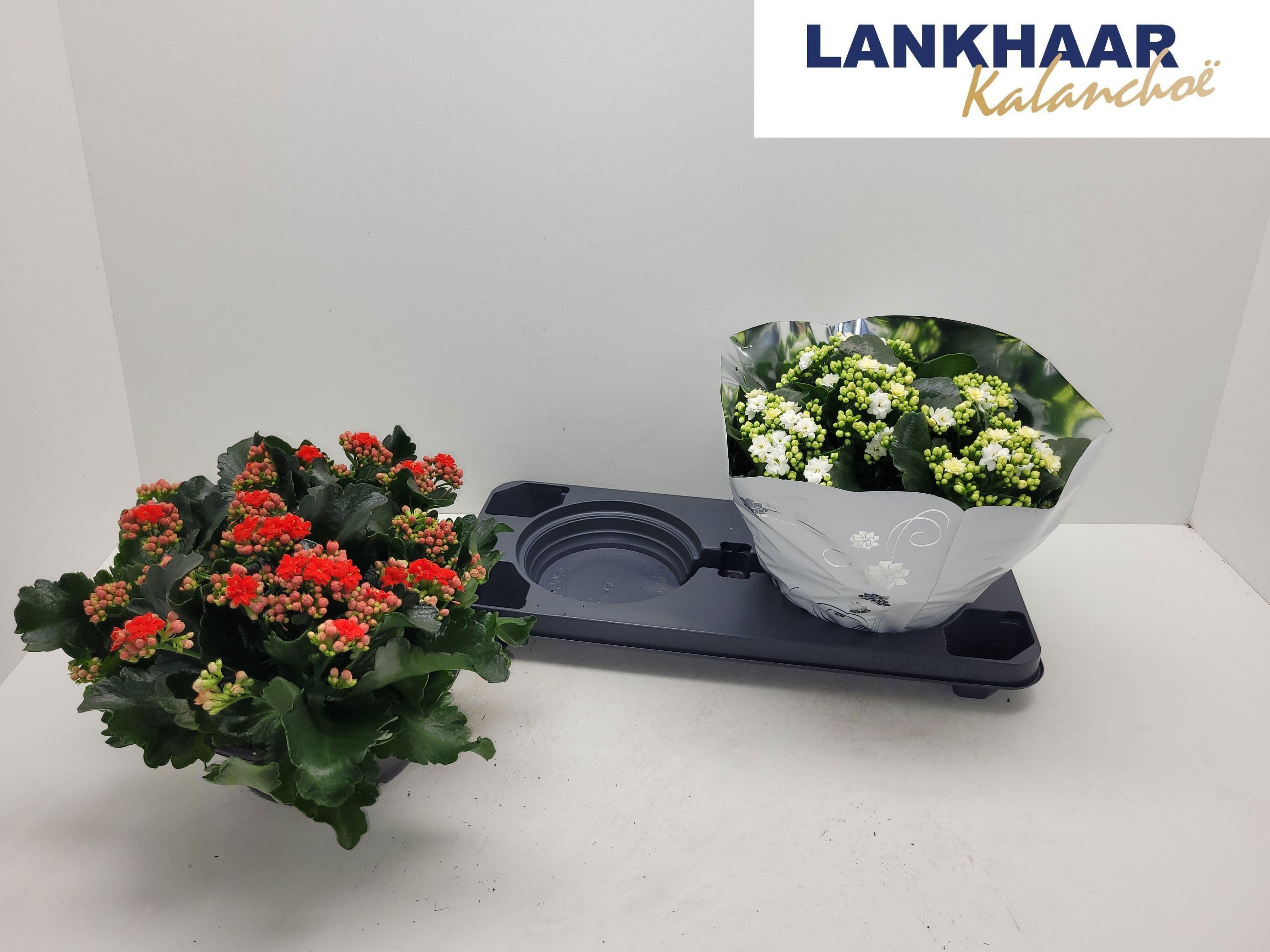 Горшечные цветы и растения оптом Kalanchoe Perfecta Mix от 2шт из Голландии с доставкой по России