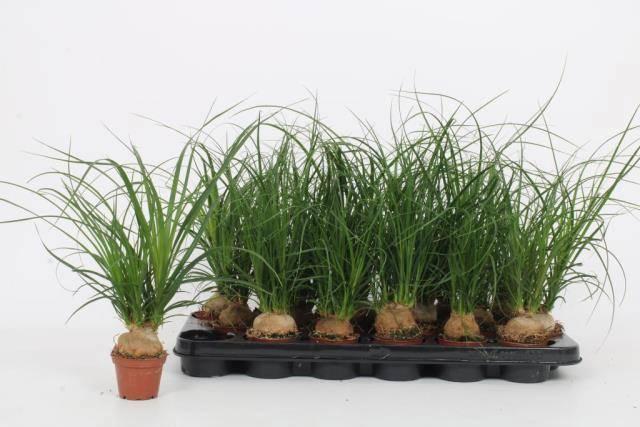 Горшечные цветы и растения оптом Beaucarnea Recur от 16шт (для телеги) из Голландии с доставкой по России