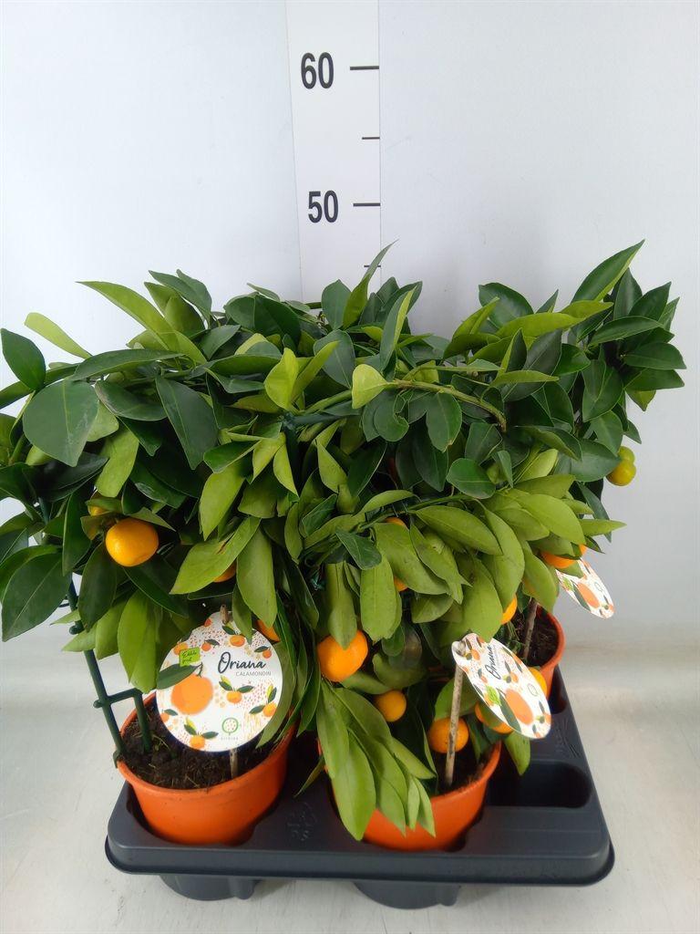 Горшечные цветы и растения оптом Citrofortunella Mic. от 4шт (для телеги) из Голландии с доставкой по России