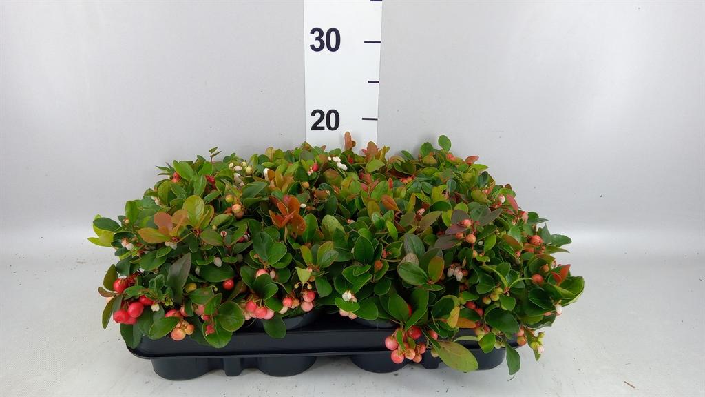 Горшечные цветы и растения оптом Gaultheria Proc. от 12шт (для телеги) из Голландии с доставкой по России