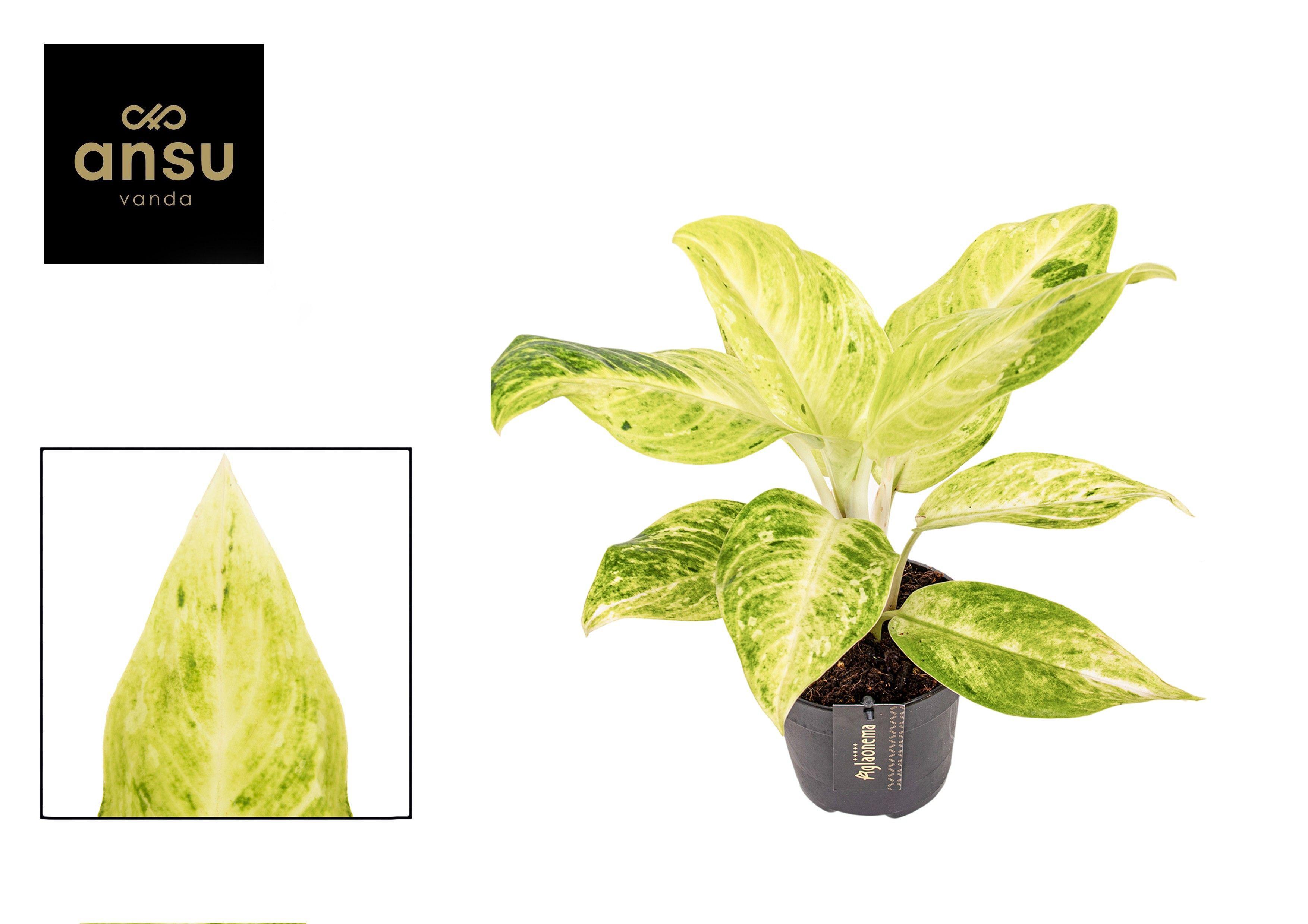 Горшечные цветы и растения оптом Aglaonema Citronelle от 6шт из Голландии с доставкой по России