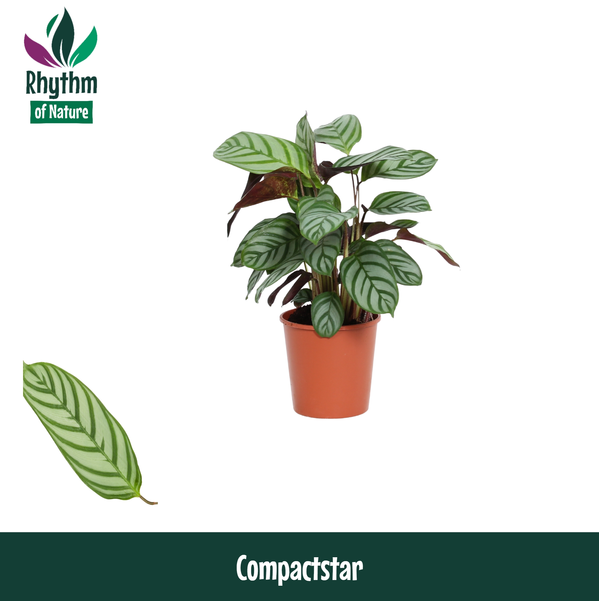 Горшечные цветы и растения оптом Calathea  Compactstar Rhythm Of Nature от 10шт из Голландии с доставкой по России