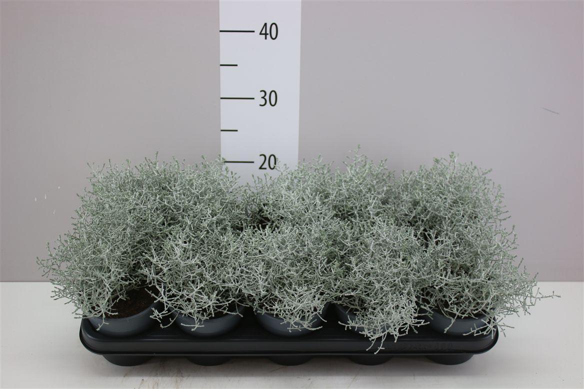 Горшечные цветы и растения оптом Calocephalus от 10шт из Голландии с доставкой по России