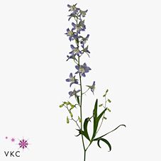 Срезанные цветы оптом Delphinium en trick от 40шт из Голландии с доставкой по России