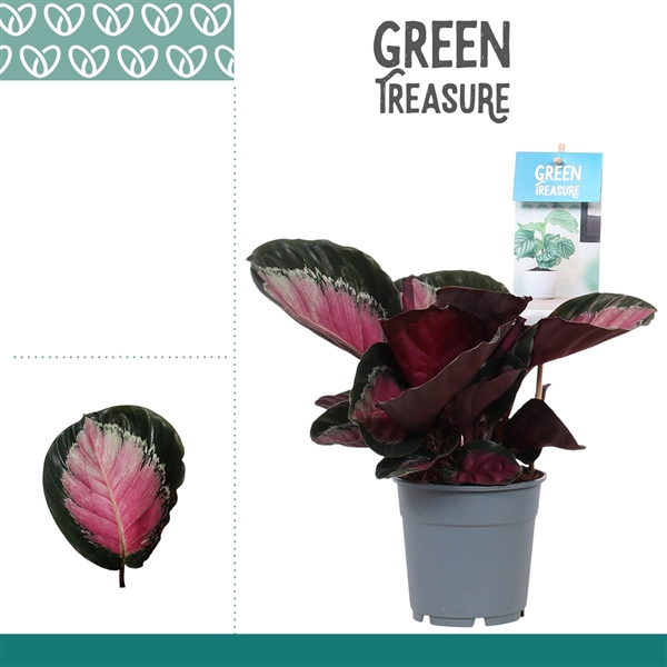 Горшечные цветы и растения оптом Calathea Rosy Roseo Picta от 6шт из Голландии с доставкой по России