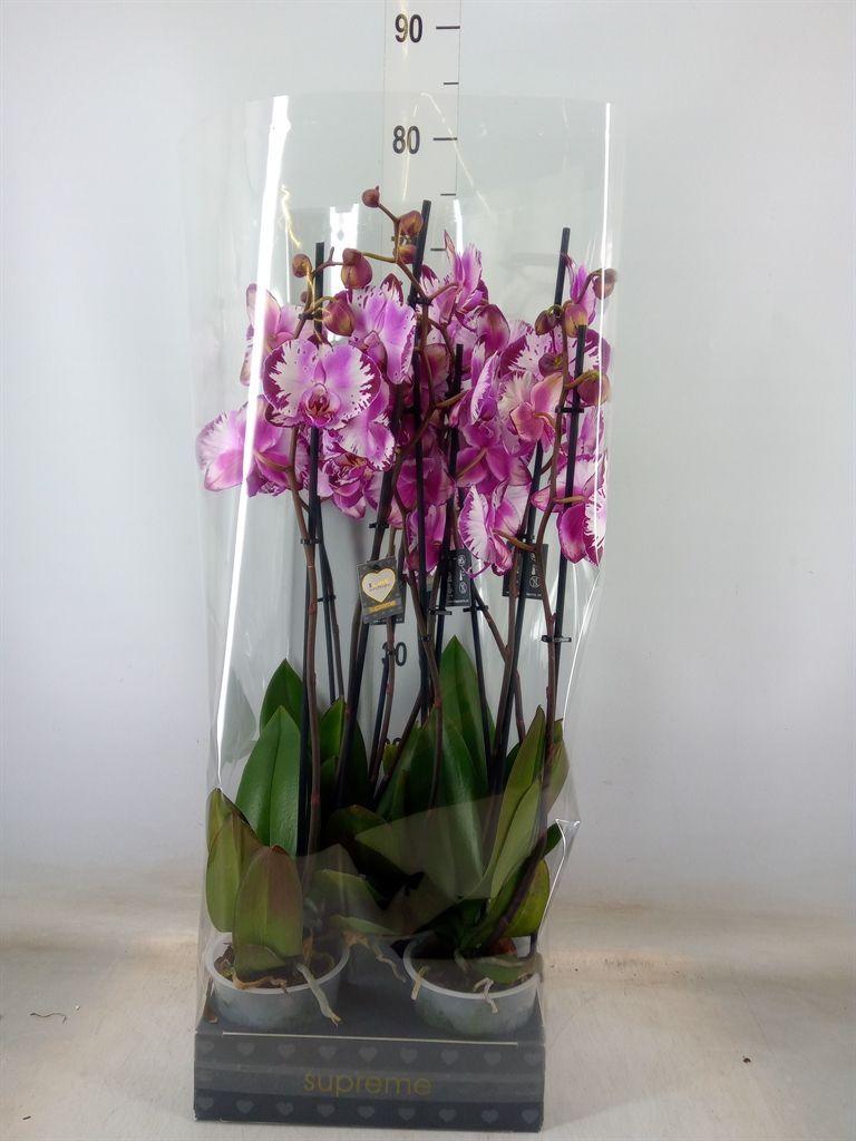 Горшечные цветы и растения оптом Phalaenopsis   ...rose от 5шт из Голландии с доставкой по России