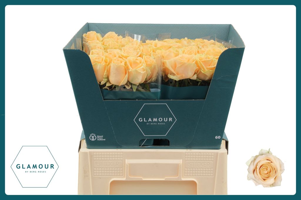 Срезанные цветы оптом Rosa large peach avalanche+ от 50шт из Голландии с доставкой по России