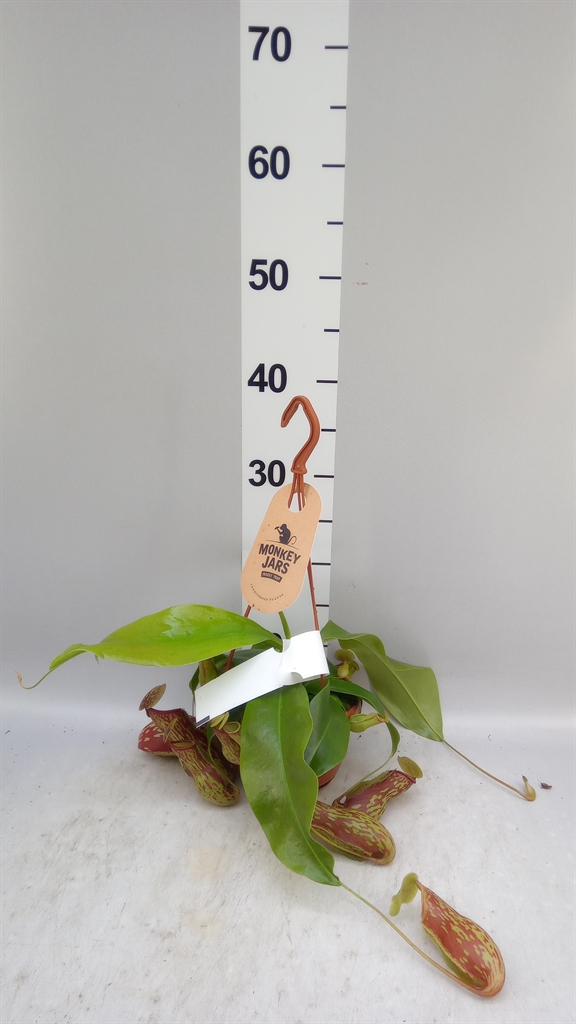 Горшечные цветы и растения оптом Nepenthes ... от 1шт из Голландии с доставкой по России