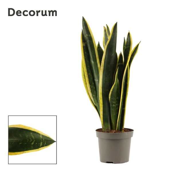 Горшечные цветы и растения оптом Sansevieria Black Gold (decorum) от 18шт из Голландии с доставкой по России