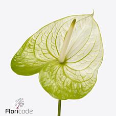 Срезанные цветы оптом Anthurium extase от 16шт из Голландии с доставкой по России