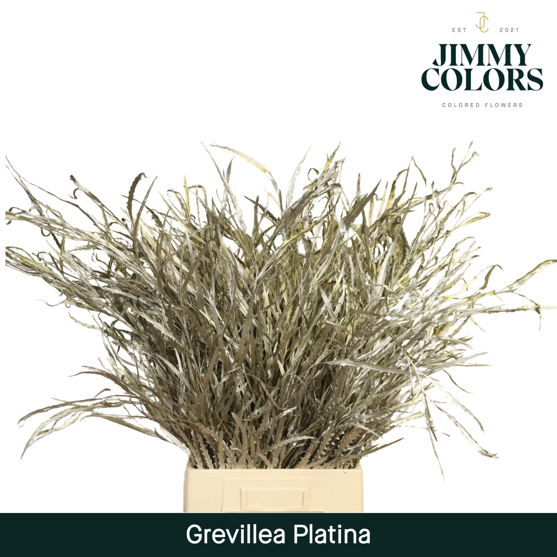 Срезанные цветы оптом Grevillea paint platina от 10шт из Голландии с доставкой по России