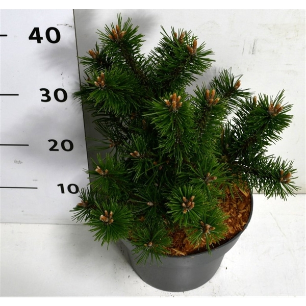 Горшечные цветы и растения оптом Pinus Mugo Gnom от 1шт из Голландии с доставкой по России