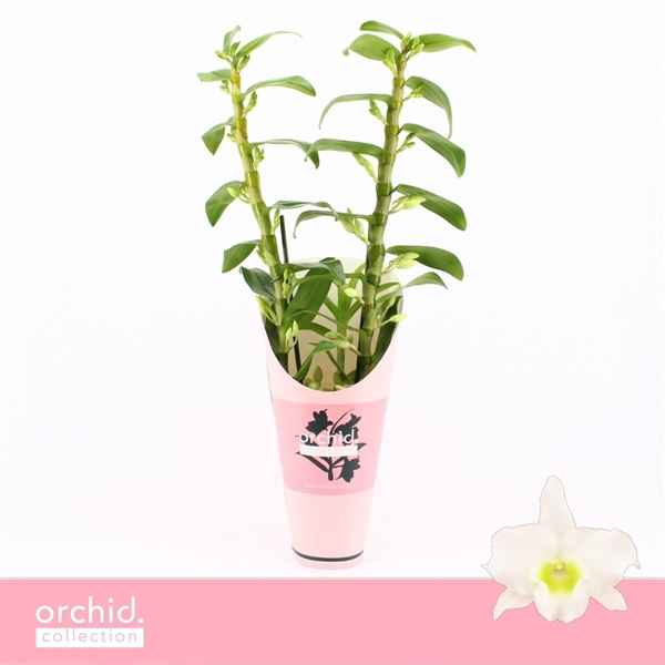 Горшечные цветы и растения оптом Den Nob 2st Apollon Orchid Collection от 6шт из Голландии с доставкой по России