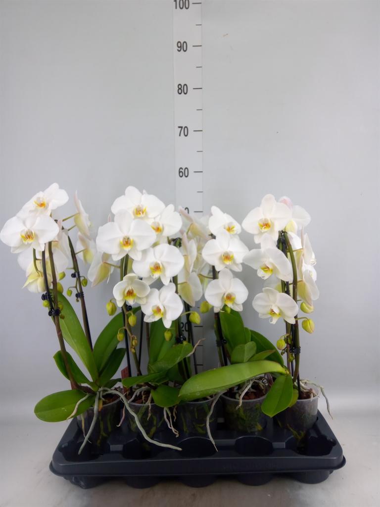 Горшечные цветы и растения оптом Phalaenopsis   ...white от 5шт из Голландии с доставкой по России
