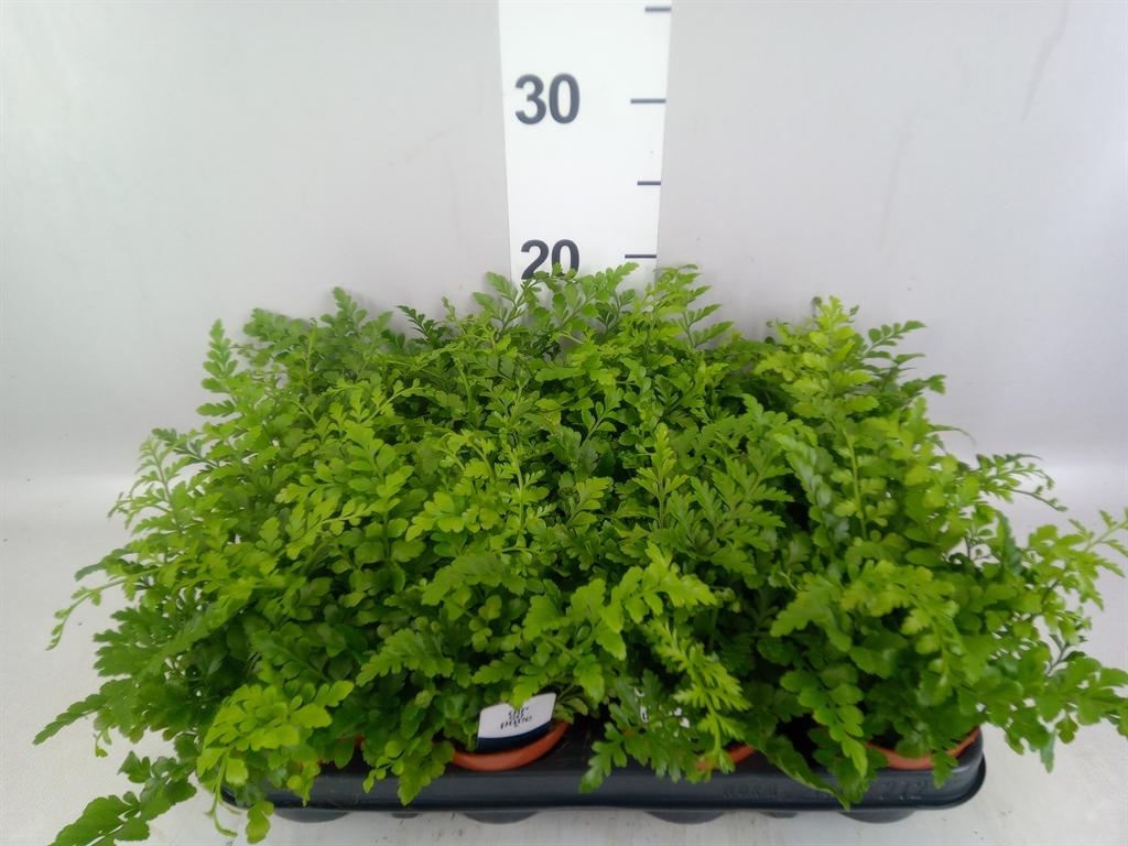 Горшечные цветы и растения оптом Asplenium parvati от 12шт (для телеги) из Голландии с доставкой по России