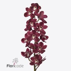 Срезанные цветы оптом Cymbidium red vulcan от 12шт. из Голландии с доставкой по России